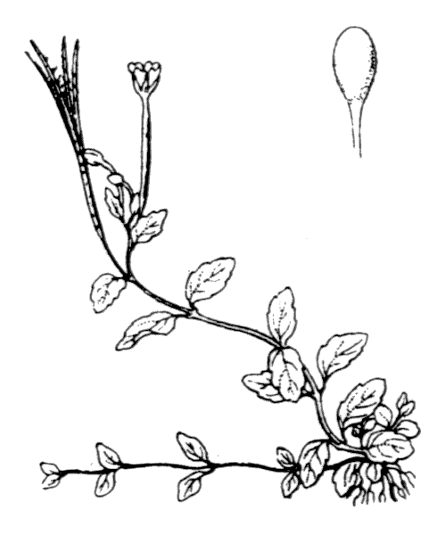 Illustration de Coste