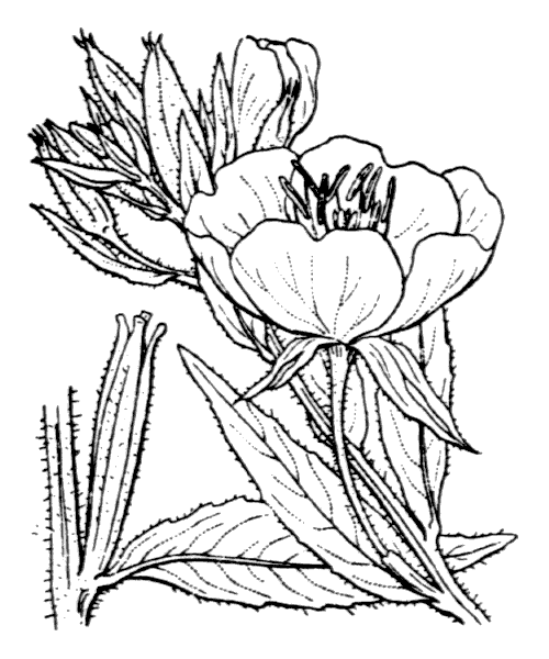 Oenothera suaveolens Desf. ex Pers. - illustration de coste