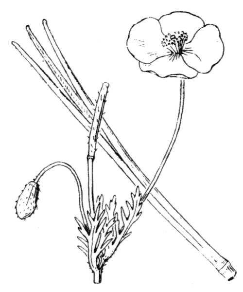 Roemeria hybrida (L.) DC. subsp. hybrida - illustration de coste