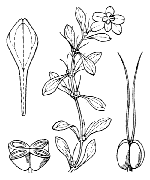 Callitriche obtusangula Le Gall - illustration de coste