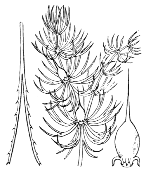 Ceratophyllum demersum L. - illustration de coste