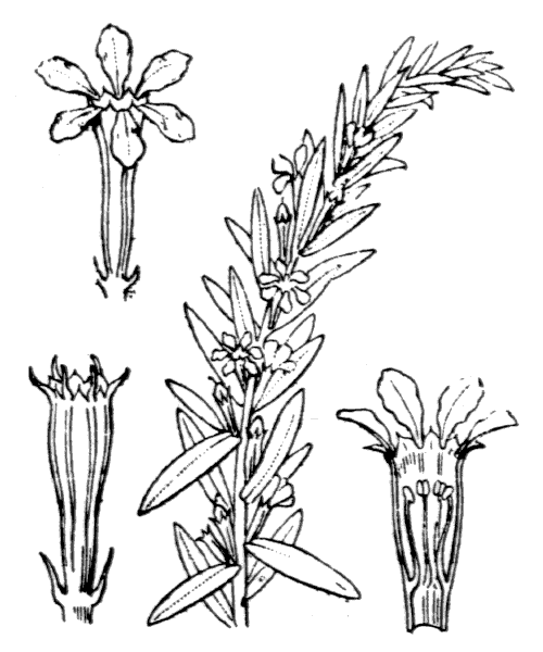 Lythrum hyssopifolia L. - illustration de coste