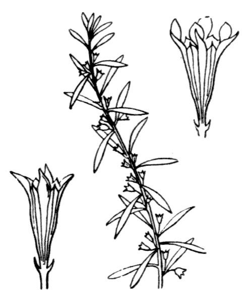 Lythrum thesioides M.Bieb. - illustration de coste