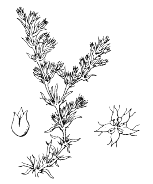 Loeflingia hispanica L. - illustration de coste