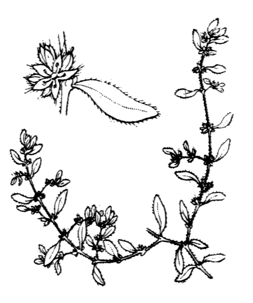 Herniaria hirsuta L. - illustration de coste