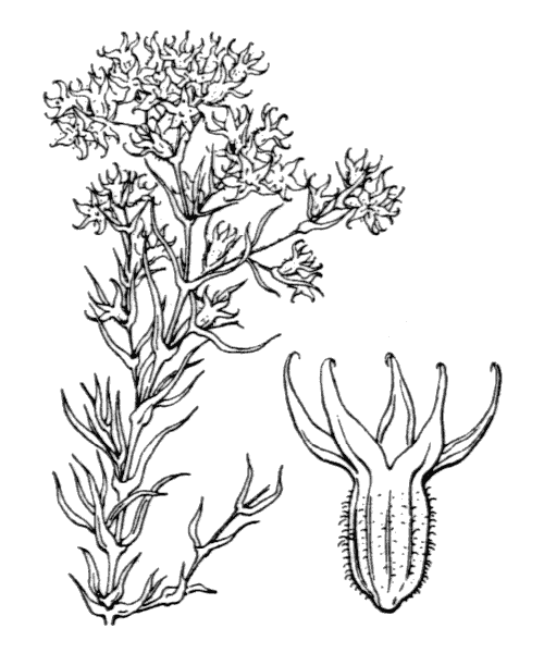 Illustration de Coste