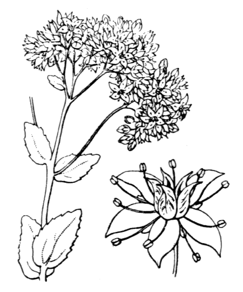 Hylotelephium maximum (L.) Holub - illustration de coste