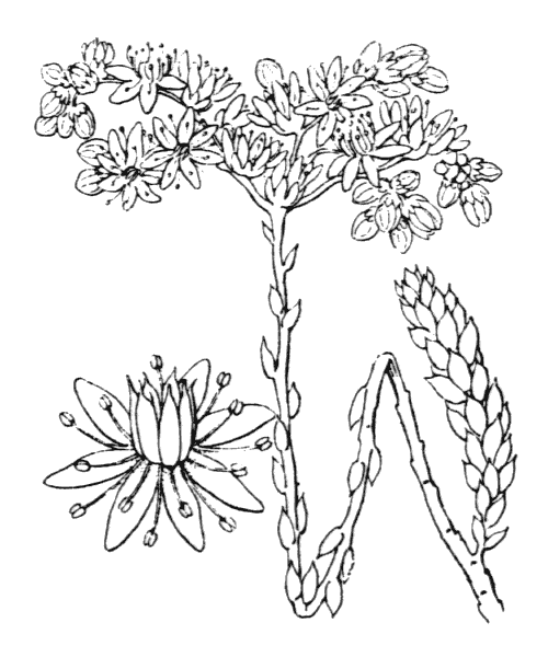 Illustration de Coste