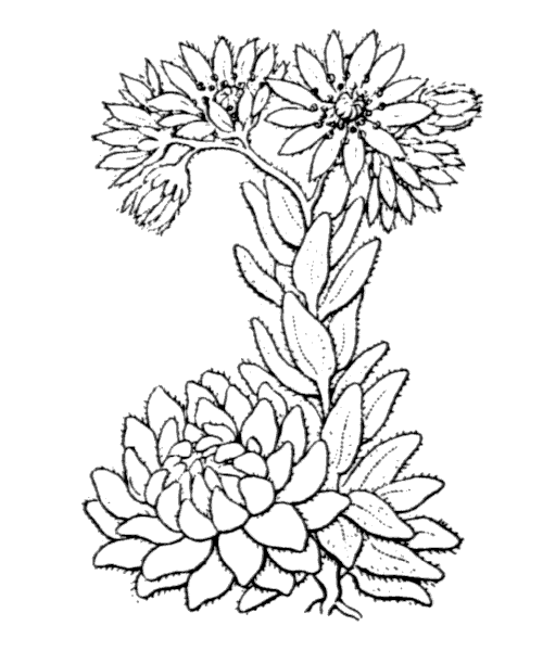 Sempervivum montanum L. - illustration de coste