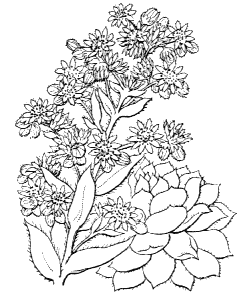 Illustration de Coste