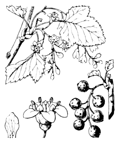 Illustration de Coste