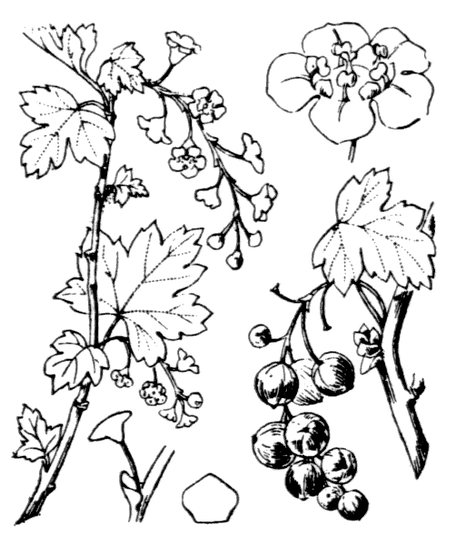 Ribes rubrum L. - illustration de coste