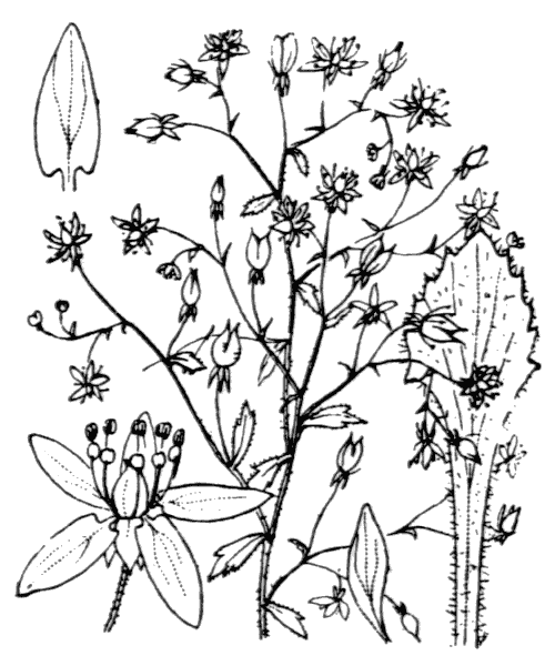 Micranthes clusii (Gouan) Fern.Prieto, V.Vázquez, Vallines & Cires. - illustration de coste