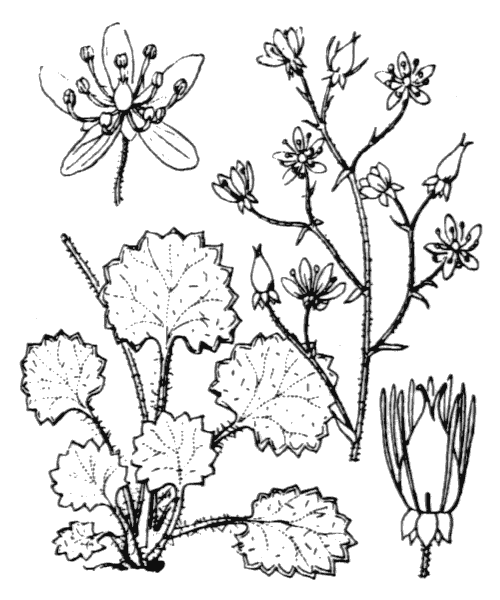 Illustration de Coste