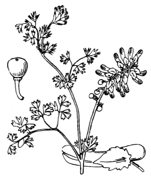 Illustration de Coste