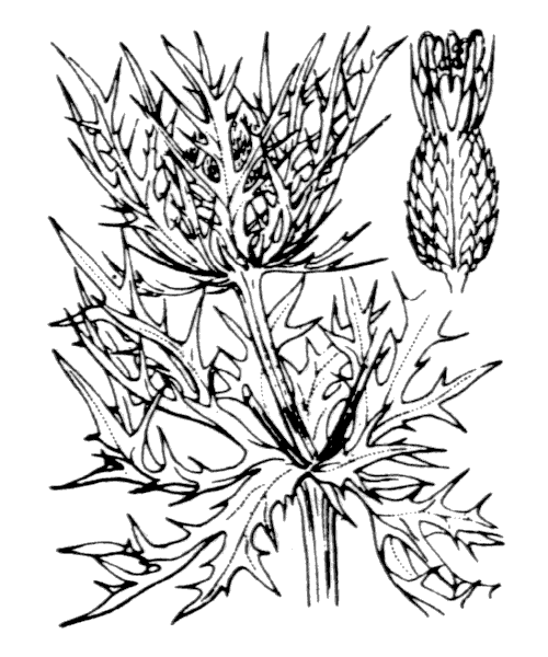 Illustration de Coste