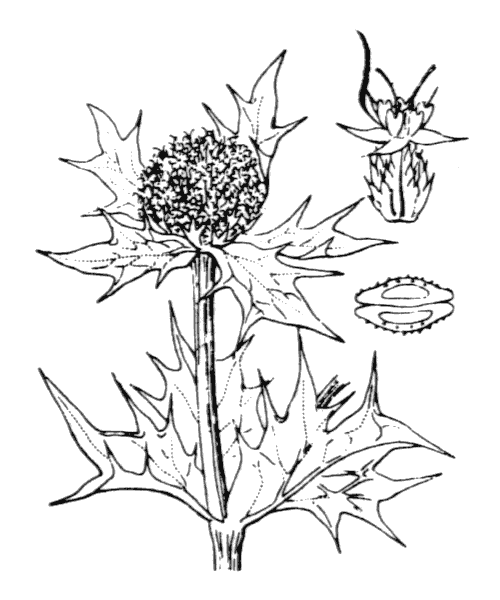 Eryngium maritimum L. - illustration de coste