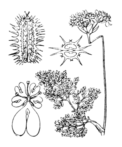 Illustration de Coste