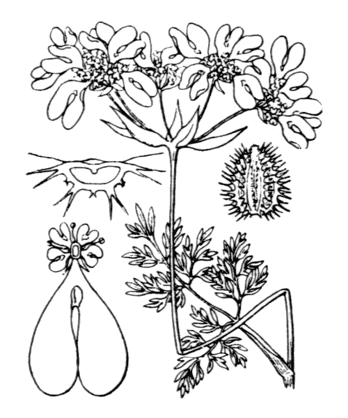 Orlaya grandiflora (L.) Hoffm. - illustration de coste