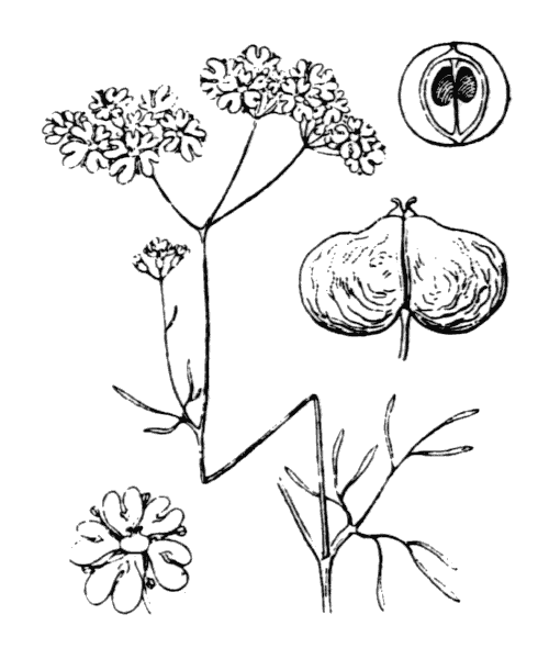Bifora testiculata (L.) Spreng. - illustration de coste