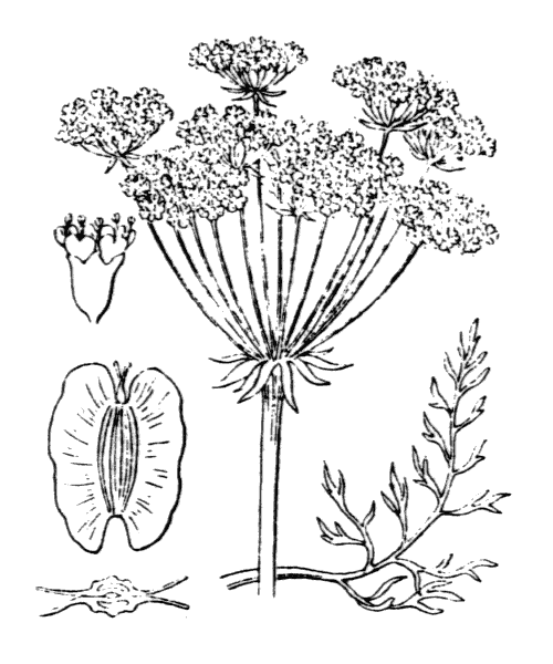 Illustration de Coste