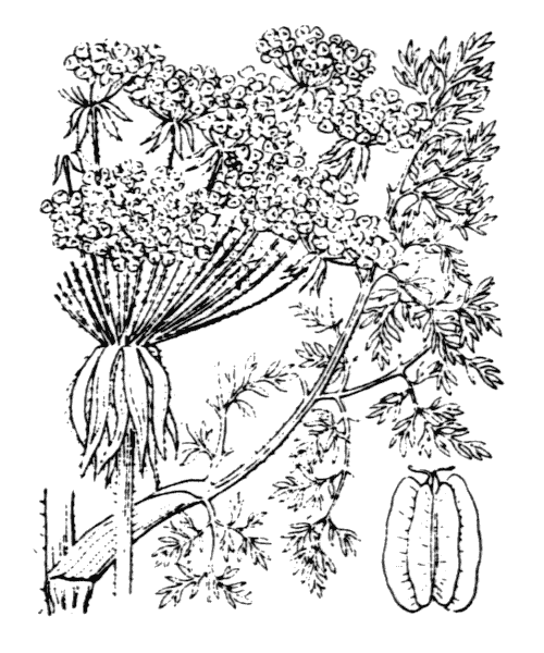 Illustration de Coste