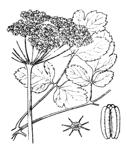 Illustration de Coste