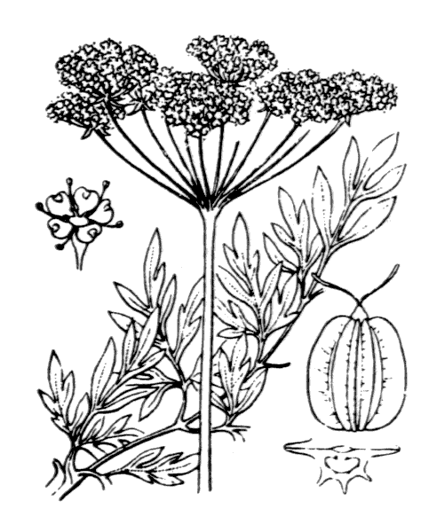 Illustration de Coste