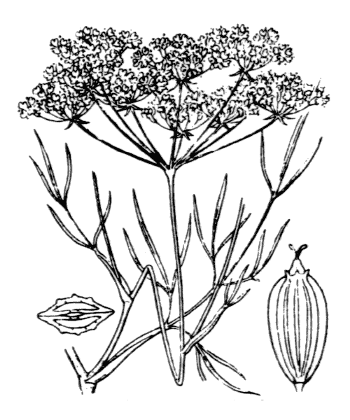 Illustration de Coste