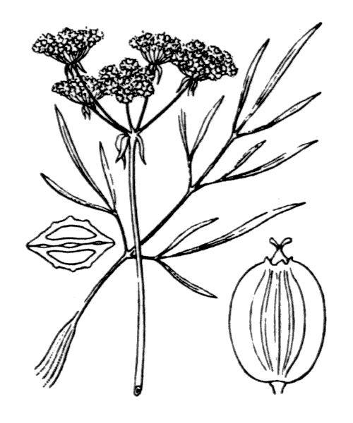 Illustration de Coste