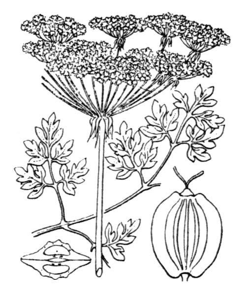 Illustration de Coste