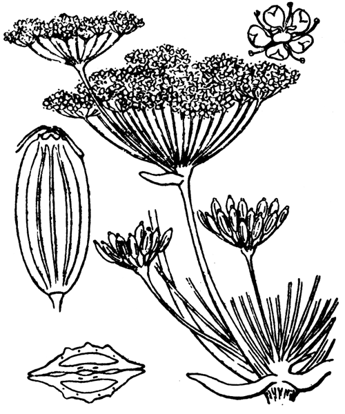 Illustration de Coste