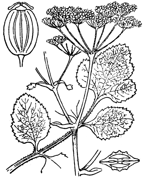 Illustration de Coste