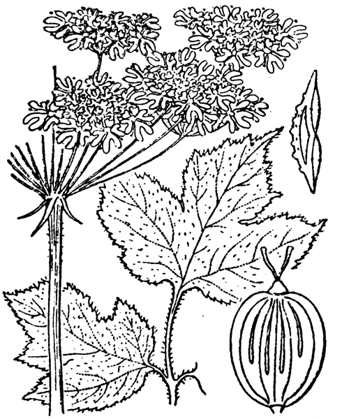 Illustration de Coste