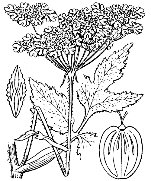 Illustration de Coste