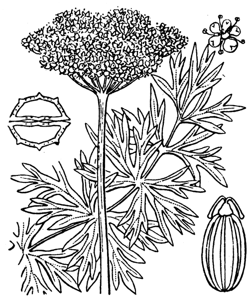 Illustration de Coste