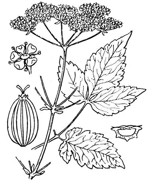 Illustration de Coste