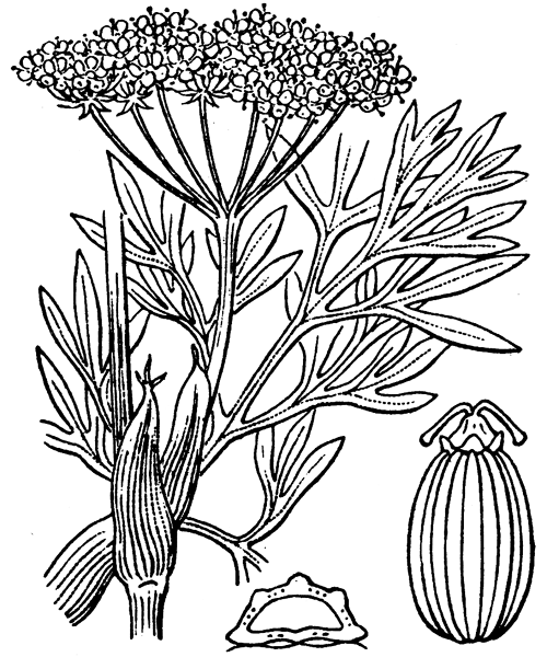 Illustration de Coste