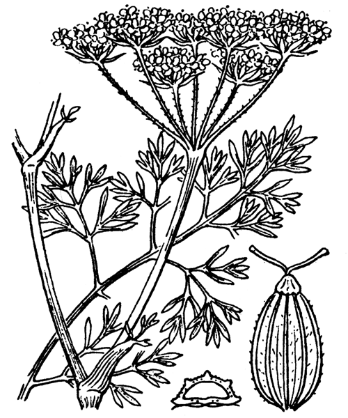 Illustration de Coste