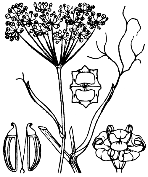 Illustration de Coste