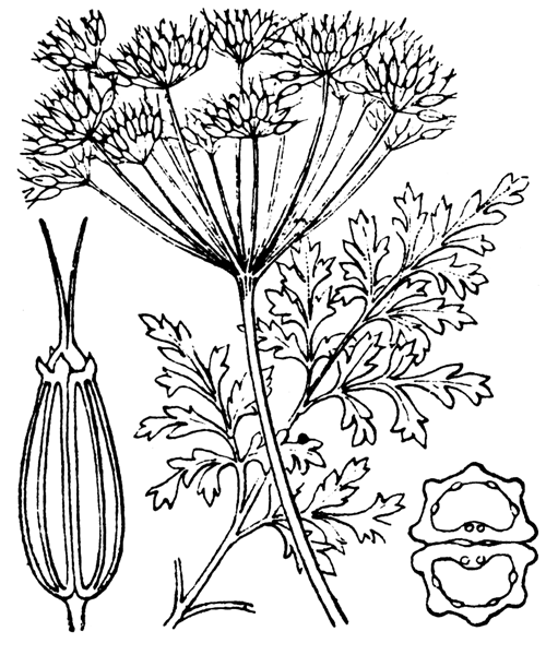 Illustration de Coste