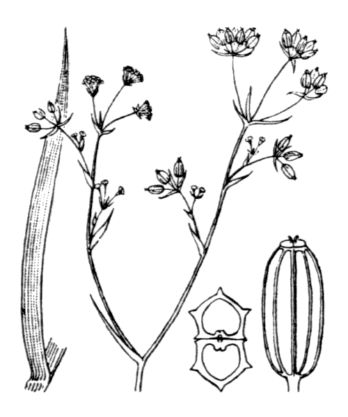 Illustration de Coste