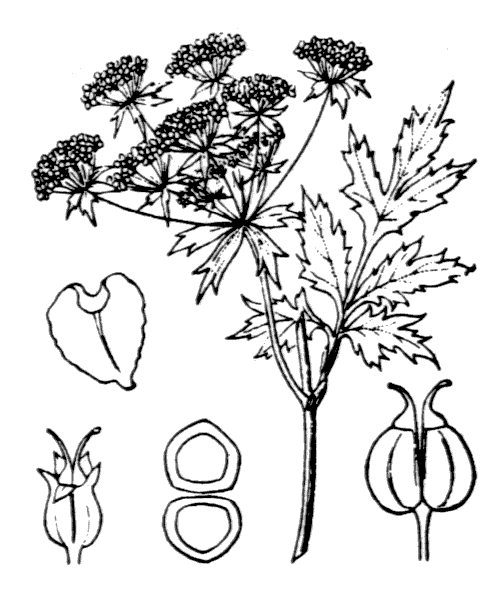 Illustration de Coste