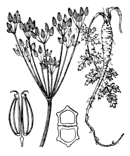 Illustration de Coste