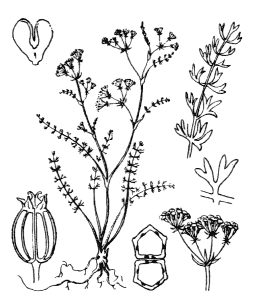 Illustration de Coste