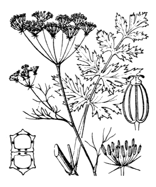 Illustration de Coste