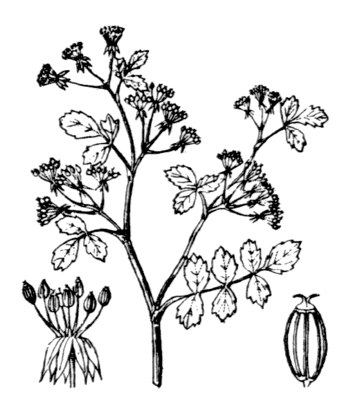 Helosciadium crassipes W.D.J.Koch - illustration de coste