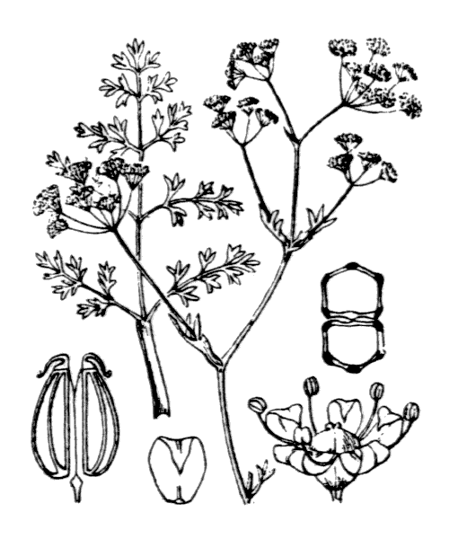 Illustration de Coste