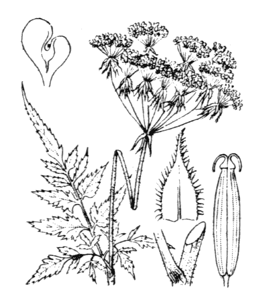 Chaerophyllum aureum L. - illustration de coste