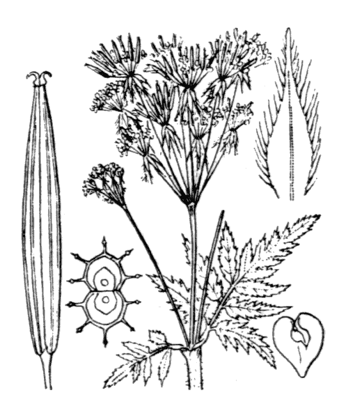 Myrrhis odorata (L.) Scop. - illustration de coste